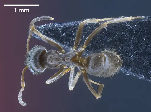 Lasius casevitzi specimen ANTWEB1038019 image antweb1038019_1