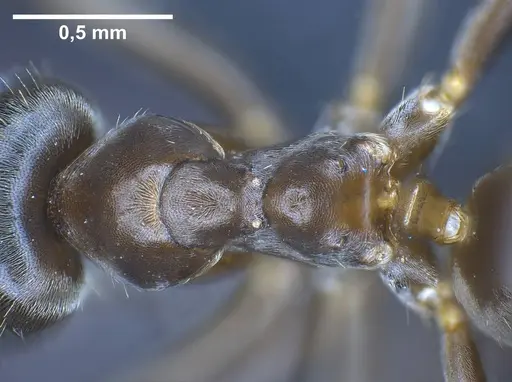 Lasius casevitzi specimen ANTWEB1038019 image antweb1038019_2