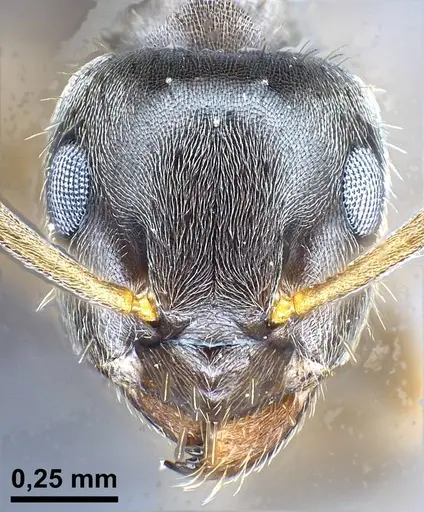 Lasius casevitzi specimen ANTWEB1038019 image antweb1038019_3