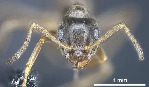 Lasius casevitzi specimen ANTWEB1038019 image antweb1038019_4