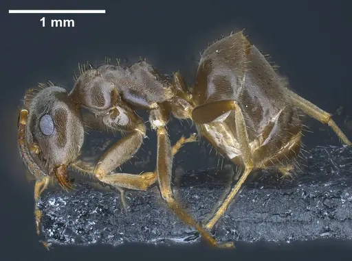 Lasius casevitzi specimen ANTWEB1038019 image antweb1038019_5