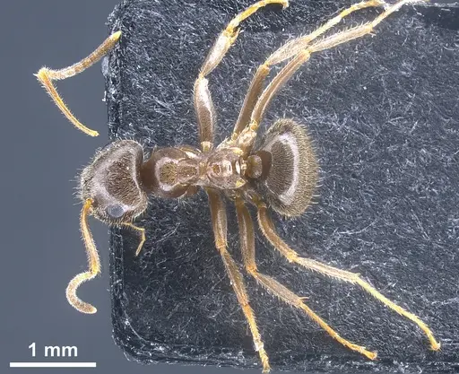 Lasius chinensis specimen ANTWEB1041437 image antweb1041437_1