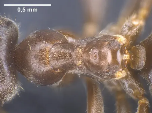 Lasius chinensis specimen ANTWEB1041437 image antweb1041437_2