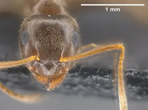 Lasius chinensis specimen ANTWEB1041437 image antweb1041437_3
