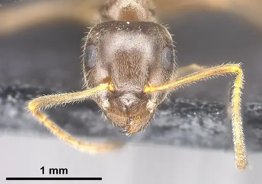 Lasius chinensis specimen ANTWEB1041437 image antweb1041437_4