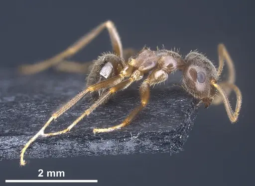 Lasius chinensis specimen ANTWEB1041437 image antweb1041437_5