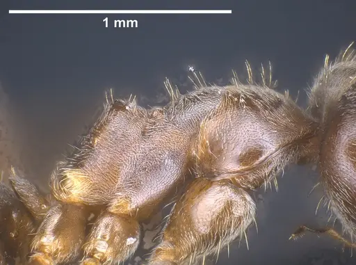 Lasius chinensis specimen ANTWEB1041437 image antweb1041437_6