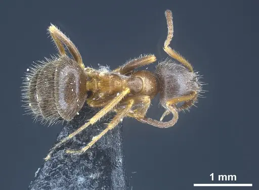 Lasius cinereus specimen ANTWEB1041439 image antweb1041439_1
