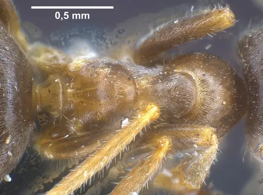 Lasius cinereus specimen ANTWEB1041439 image antweb1041439_2