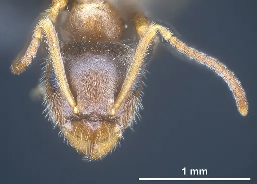 Lasius cinereus specimen ANTWEB1041439 image antweb1041439_3