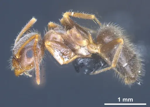 Lasius cinereus specimen ANTWEB1041439 image antweb1041439_4
