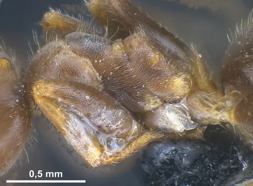 Lasius cinereus specimen ANTWEB1041439 image antweb1041439_5