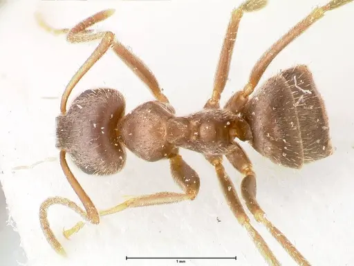 Lasius cinereus specimen FOCOL0743 image focol0743_1