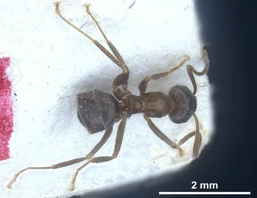 Lasius cinereus specimen FOCOL0743 image focol0743_2