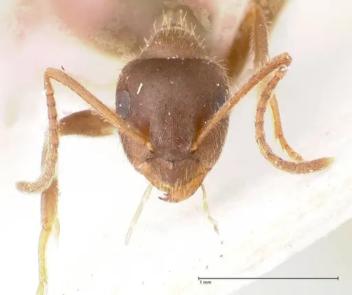 Lasius cinereus specimen FOCOL0743 image focol0743_3