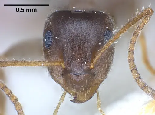 Lasius cinereus specimen FOCOL0743 image focol0743_4