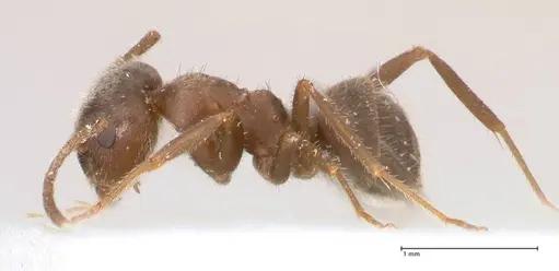 Lasius cinereus specimen FOCOL0743 image focol0743_5