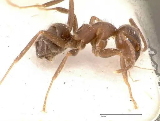 Lasius cinereus specimen FOCOL0743 image focol0743_6