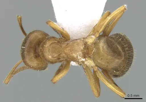 Lasius citrinus specimen CASENT0281204 image casent0281204_1