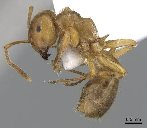 Lasius citrinus specimen CASENT0281204 image casent0281204_3