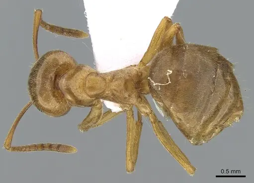Lasius citrinus specimen CASENT0281205 image casent0281205_1