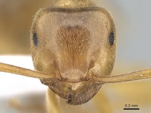 Lasius citrinus specimen CASENT0281205 image casent0281205_2