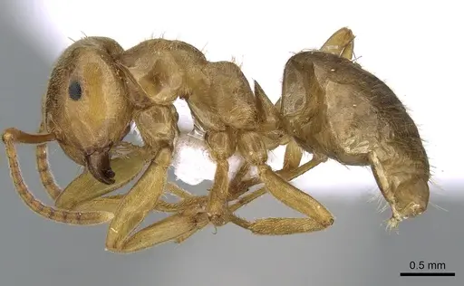 Lasius citrinus specimen CASENT0281205 image casent0281205_3