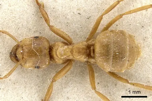 Lasius citrinus specimen CASENT0903214 image casent0903214_1