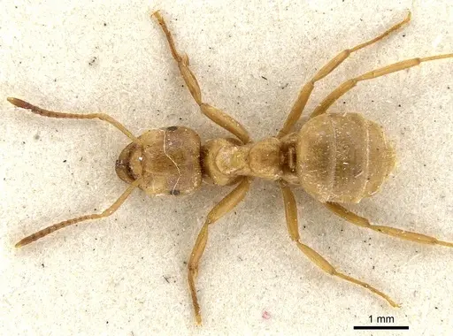 Lasius citrinus specimen CASENT0903214 image casent0903214_2
