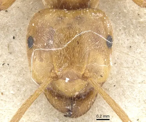 Lasius citrinus specimen CASENT0903214 image casent0903214_3