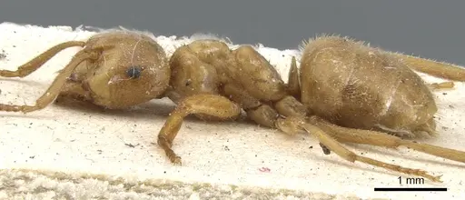 Lasius citrinus specimen CASENT0903214 image casent0903214_4