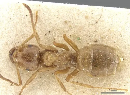 Lasius citrinus specimen CASENT0905679 image casent0905679_1