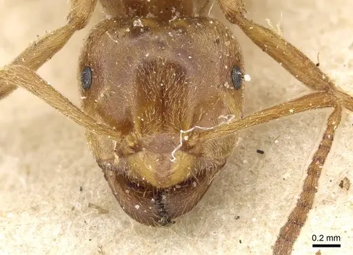 Lasius citrinus specimen CASENT0905679 image casent0905679_2