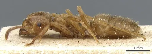 Lasius citrinus specimen CASENT0905679 image casent0905679_3
