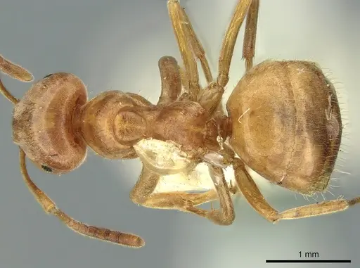 Lasius citrinus specimen CASENT0906277 image casent0906277_1