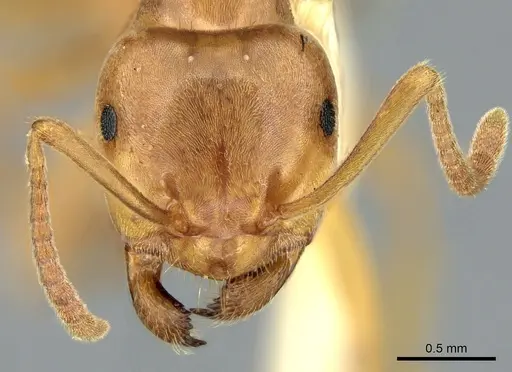 Lasius citrinus specimen CASENT0906277 image casent0906277_2