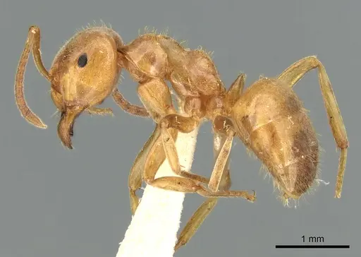 Lasius citrinus specimen CASENT0906277 image casent0906277_3