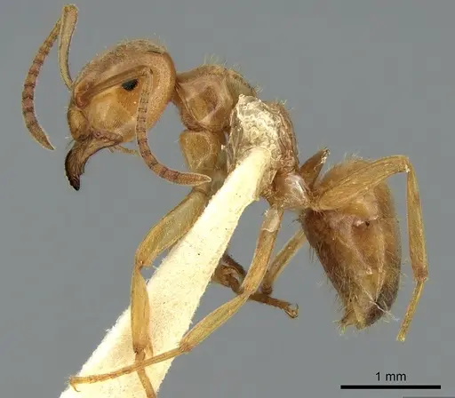 Lasius citrinus specimen CASENT0906277 image casent0906277_4