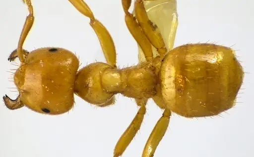 Lasius claviger specimen ANTWEB1041618 image antweb1041618_1