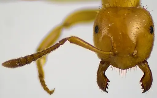 Lasius claviger specimen ANTWEB1041618 image antweb1041618_2