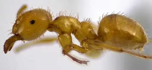 Lasius claviger specimen ANTWEB1041618 image antweb1041618_3