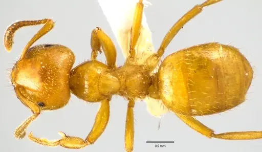 Lasius claviger specimen ANTWEB1041645 image antweb1041645_1
