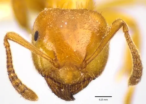 Lasius claviger specimen ANTWEB1041645 image antweb1041645_2