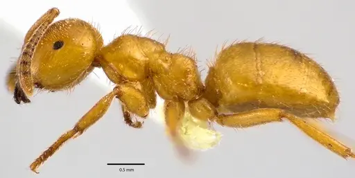 Lasius claviger specimen ANTWEB1041645 image antweb1041645_3