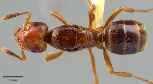 Lasius claviger specimen ANTWEB1041727 image antweb1041727_1