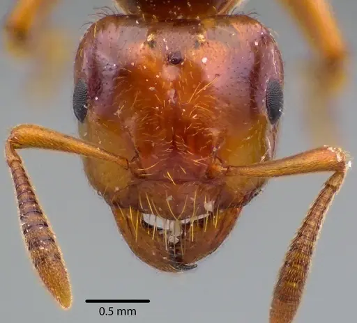 Lasius claviger specimen ANTWEB1041727 image antweb1041727_3