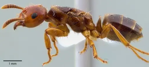 Lasius claviger specimen ANTWEB1041727 image antweb1041727_4