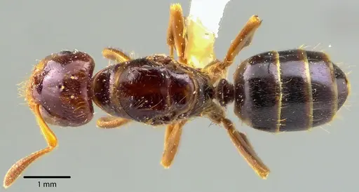 Lasius claviger specimen ANTWEB1041728 image antweb1041728_1