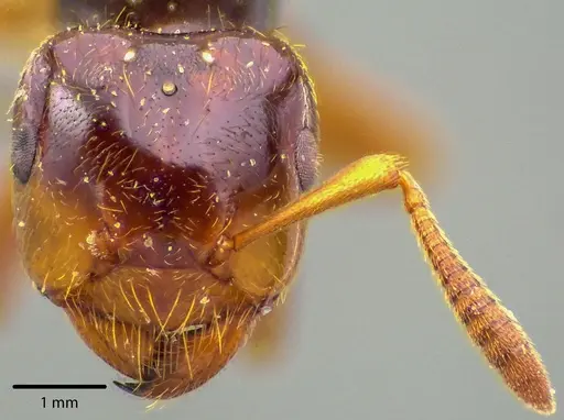 Lasius claviger specimen ANTWEB1041728 image antweb1041728_3