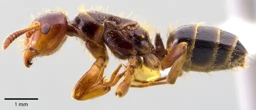 Lasius claviger specimen ANTWEB1041728 image antweb1041728_4